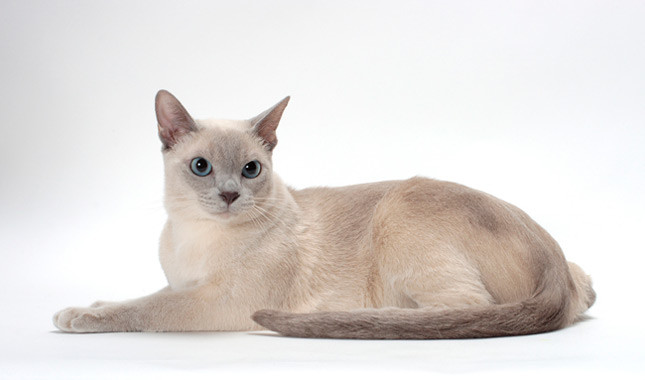 Tonkinese cat